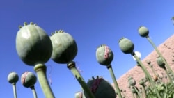 Afghan Farmers Supply Opium Trade As Money Dries Up