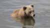 Камчатка: на подводной лодке застрелили медведицу с медвежонком
