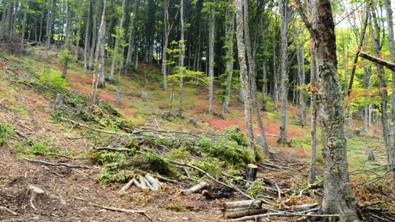 Ги губи ли Македонија своите шуми? 