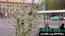 Ташкент в преддверии Навруза. Иллюстративное фото.