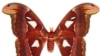 "Атакус атлас", одна из крупнейших бабочек Юго-Восточной Азии
