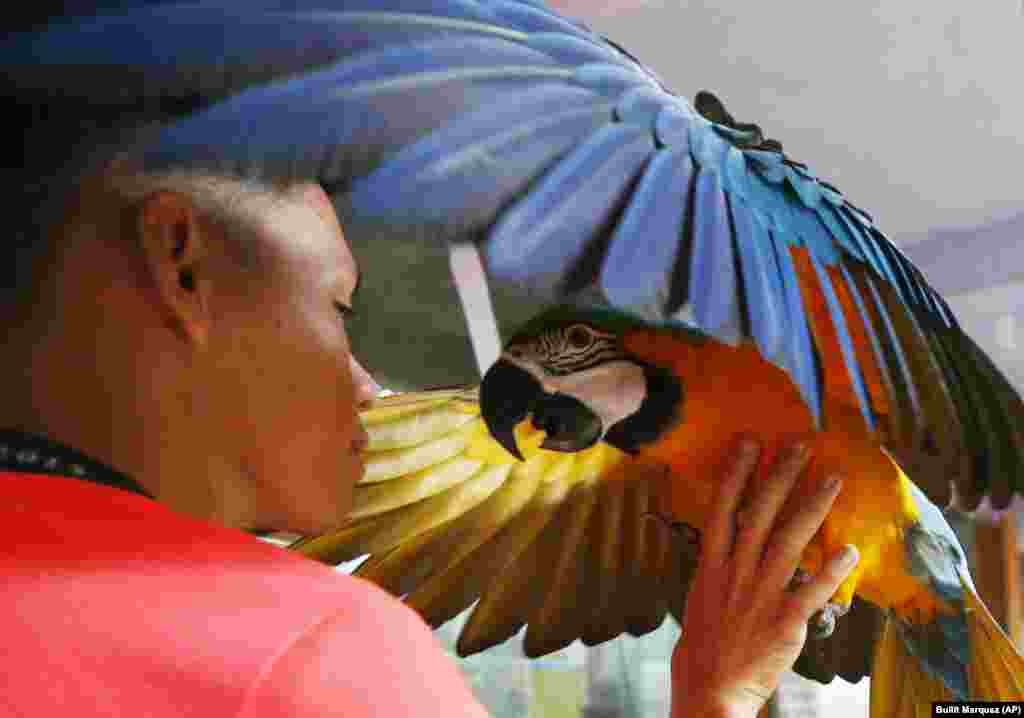 A bird owner entices a macaw to perch on his arm during a campaign to encourage the use of paper horns instead of firecrackers in welcoming the New Year at Malabon Zoo in suburban Malabon city, north of Manila, in the Philippines. Zoo owner Manny Tangco says birds, dogs, and other animals are traumatized by exploding firecrackers as revelers welcome the New Year. (AP/Bullit Marquez)