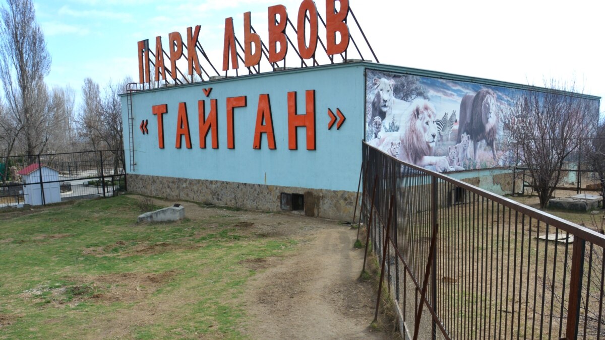 Четырех львов из крымского парка «Тайган» отправили в Приморский сафари ...