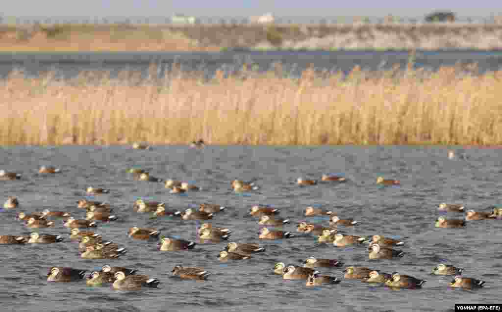 A flock of ducks swims in a famous wintering site for migratory birds in waters off Jeju Island, South Korea. (epa-EFE/Yonhap)