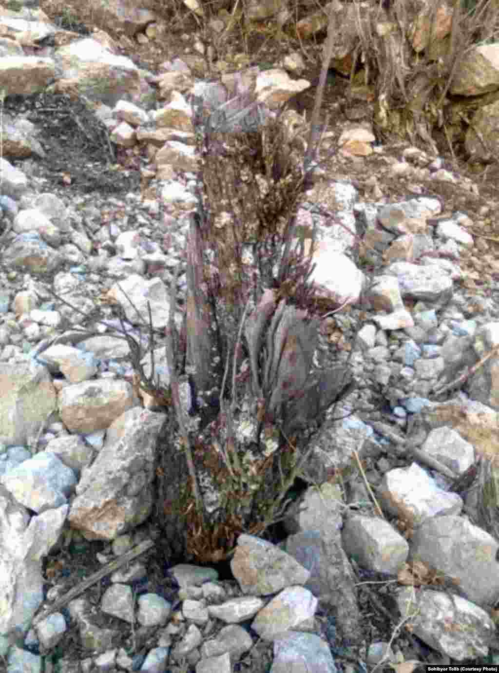 Из-за нехватки хвороста и дров, как пишет С.Толиб, местные жители прибегают к вырубке плодоносных деревьев