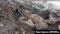Собаки в питомнике домашних животных. Поселок Круглоозерное, Западно-Казахстанская область. 29 мая 2019 года