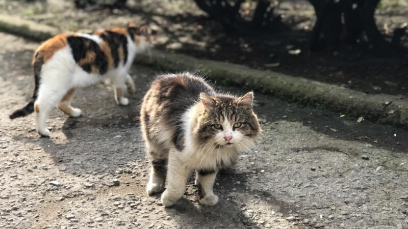 Бешенство в Крыму: в Раздольненском районе нашли зараженную кошку – ветеринары