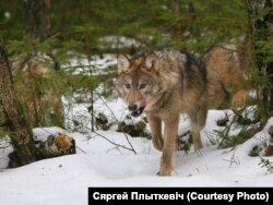 Бярэзінскі біясфэрны запаведнік, фота Сяргея Плыткевіча