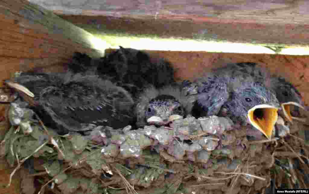 В момент нашего приезда под крышей столовой в гнезде жили желторотые птенцы.&nbsp;