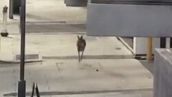 Kengur na praznim ulicama Adelaida, Australija, 20 april 2020.