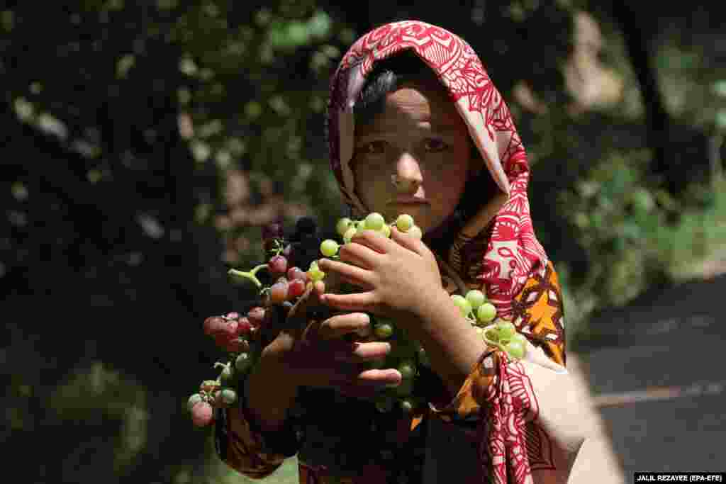 A girl collects grapes to process them into raisins in Herat, Afghanistan. (epa-EFE/Jaul Rezayee)