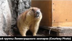 Сурок из Ленинградского зоопарка 