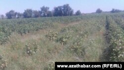 Марыйские фермеры обеспокоены беспрецедентной гибелью посевов, президент Туркменистана ждет богатого урожая.