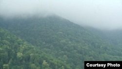 Armenia -- Teghut forest in Lori province.