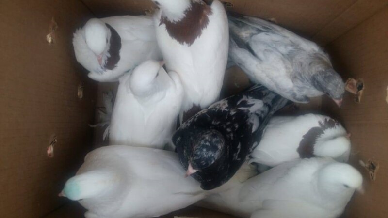 Житель Ставрополья из мести украл у знакомого 39 породистых голубей
