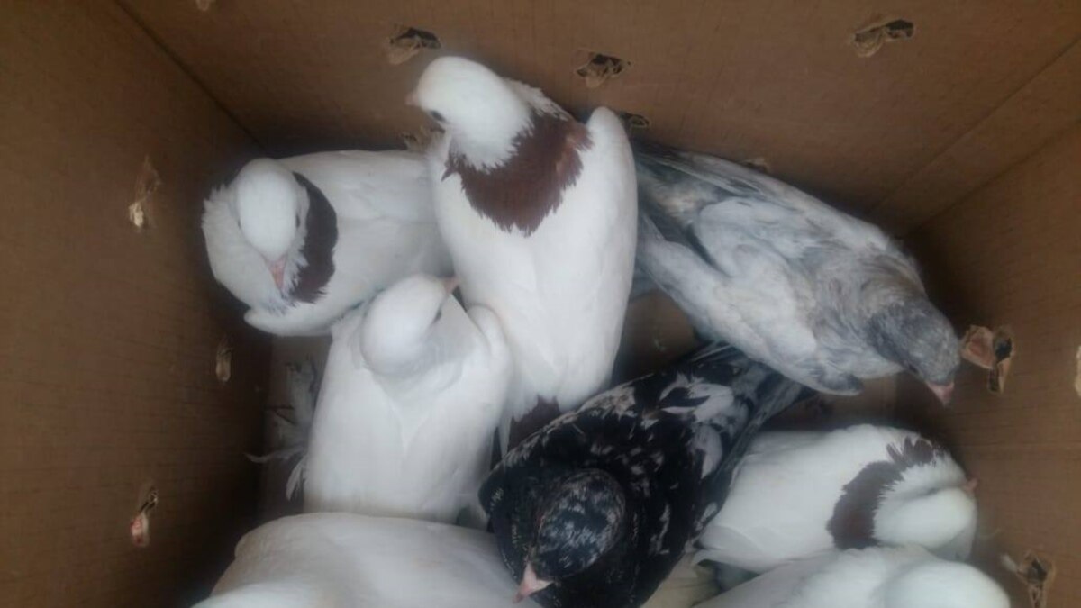 Такла анкара. Голуби авито оренбург. Оренбургские цветнохвостые голуби. Голуби на авито. Голубей в оренбурге.