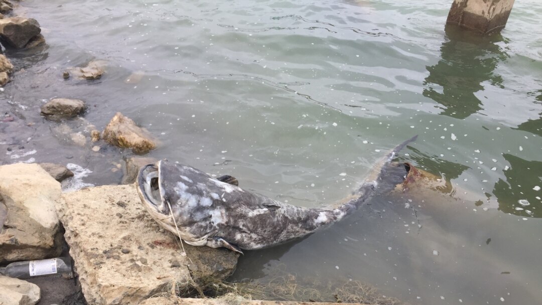 Басқа адамдардың қалыңдықтарының порно видеолары