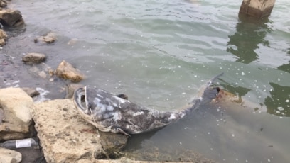 Жетілген орыс жезөкшелерінің видеолары