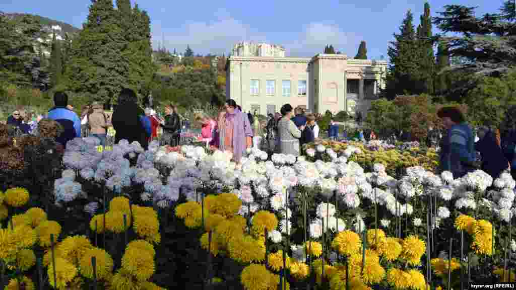 Сейчас в Никитском ботсаду происходит пик цветения всех видов хризантем. Посмотреть на них в рамках выставки &laquo;Золотой цветок-2019&raquo; можно будет до начала декабря