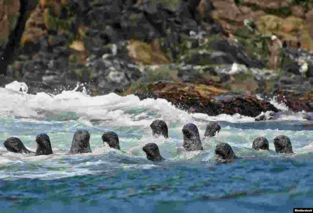 Seals swimming off Kunashir Island. Waters around the disputed islands teem with sea life worth an estimated $4 billion per year in potential fisheries value. Japanese authorities have vowed to carefully exploit the fishing, and tourism potential of the southern Kuriles if Russia returns the four Islands. 