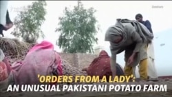 'Orders From A Lady': An Unusual Pakistani Potato Farm