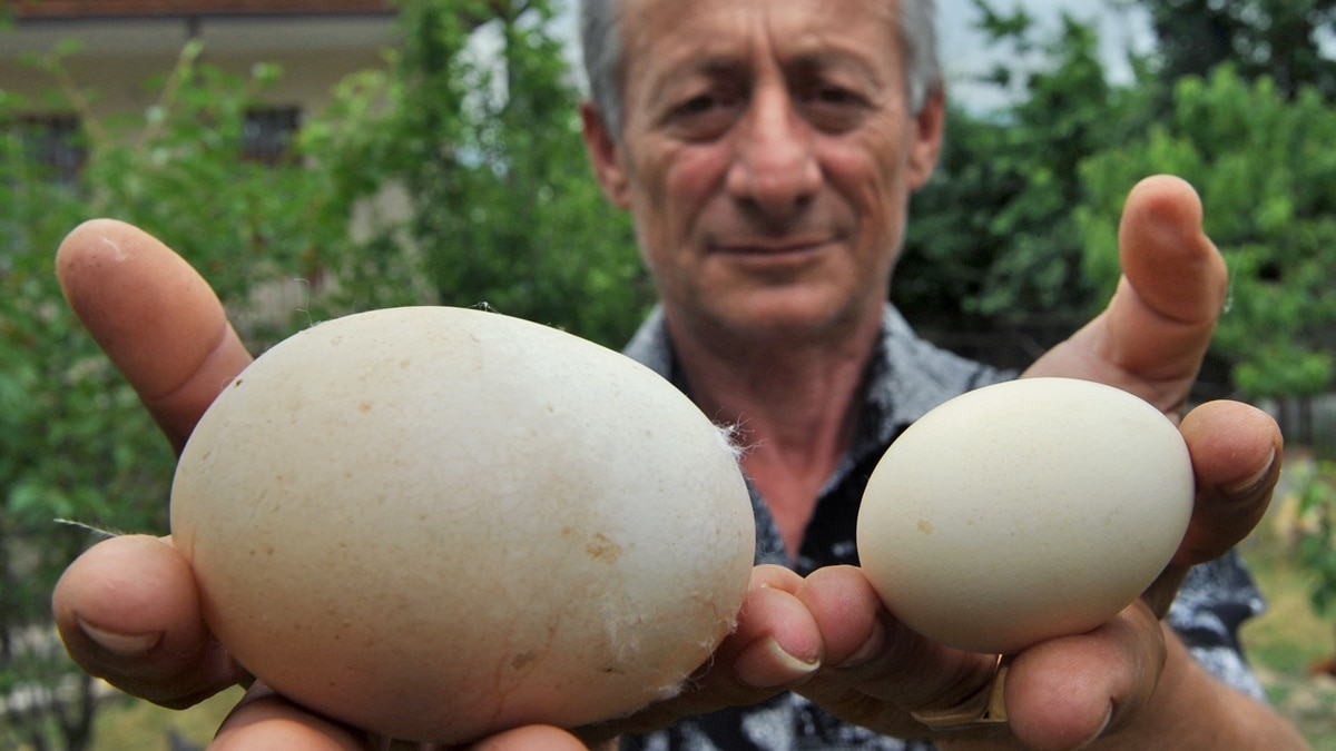 Самое сильное яйцо. Огромные куриные яйца. Самые крупные куриные яйца. Гигантские куриные яйца.