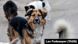 Местные защитники животных против отстрела собак. Они настаивают на гуманных методах решения проблемы