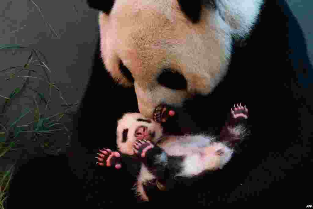 Giant panda Yuan Yuan holds her baby at the Taipei City Zoo in Taiwan. The cub, the first panda born in Taiwan, was delivered on July 7 following a series of artificial insemination sessions after her parents -- Yuan Yuan and her partner, Tuan Tuan -- failed to conceive naturally. (AFP/Taipei City Zoo)