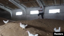 A worker chases chickens out of the storage room at a grain-storage facility in the village of Tsentralnaya, Ukraine.