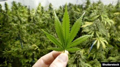 Ответственность за распространение марихуаны миллиард на марихуане