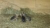 Детеныши патагонской мары в калининградском зоопарке 