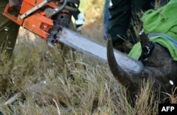 Так в Кении под наркозом отпиливают рога пойманным живым носорогам, чтобы сохранить им жизнь