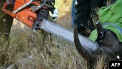 Работники Службы охраны дикой природы Кении (KWS) под наркозом отпиливают рог пойманному черному носорогу по кличке Серо, чтобы сохранить ему жизнь – без рога он не будет интересен браконьерам
