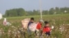 Uzbek Doctors 'Told To Pick Cotton'