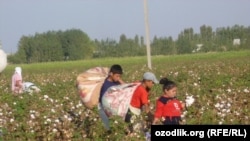 Uzbek schoolchildren in the Ferghana Valley pick cotton last month.