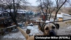 Psi spašeni i smešteni u ukrajinsko utočište u predgrađu Kijeva