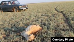 Туша сайги в Жангельдинском районе Костанайской области. Фото участника экспедиции «Шындык» Амандыка Даулетбекулы.