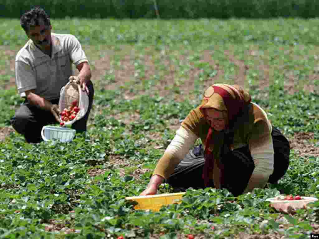 عکسها از خبرگزاری فارس
