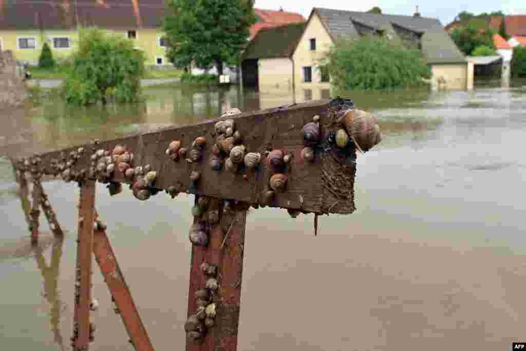 Snails are seen on the railings of a walkway following flooding in the Czech city of Putim. (AFP/Radek Mica)