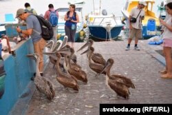 Галапагосы: агульныя інтарэсы людзей і пэліканаў