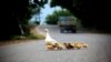 A goose with goslings crosses the road in the village of Siyabli, close to the regional capital of Lankaran.<br />
