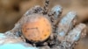 A Bosnian forensic expert shows a pocket watch found at a mass grave site. The UN tribunal has destroyed many such artifacts, citing health risks. 