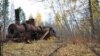 A locomotive slowly rusts away in the Siberian taiga decades after being abandoned there when an ambitious Soviet railway project was halted in 1953. (Photo: Stepan Cernousek)