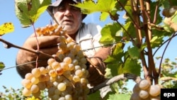 Несмотря на засуху и проливные дожди, власти Грузии объявили, что в этом году удастся собрать больше винограда, чем в прошлом