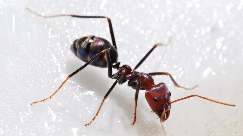 مورچه های ماشینی، کارگران آیندهء فابریکه ها