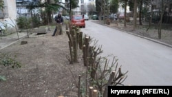 Спиленные деревья по улице Васильева в Ялте