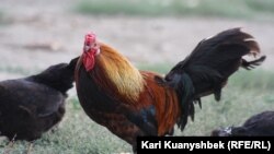Үй құстары. Көрнекі сурет.