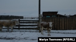 Новоселенгинск. Бурятия