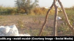 Uzbekistan - cotton fields in Uzbekistan