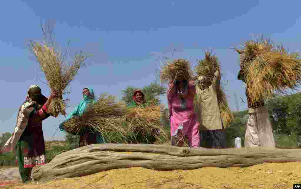 Pakistani women work in a rice field ahead of the International Day of Rural Women, in Lahore on October 14. (AFP/Arif Ali) 